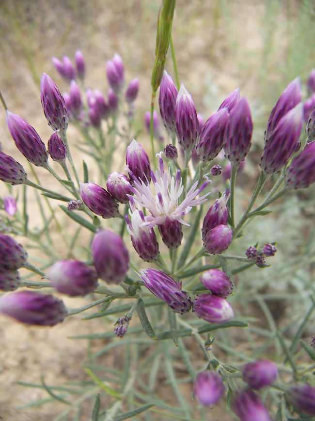Image of Jurinea multiflora specimen.
