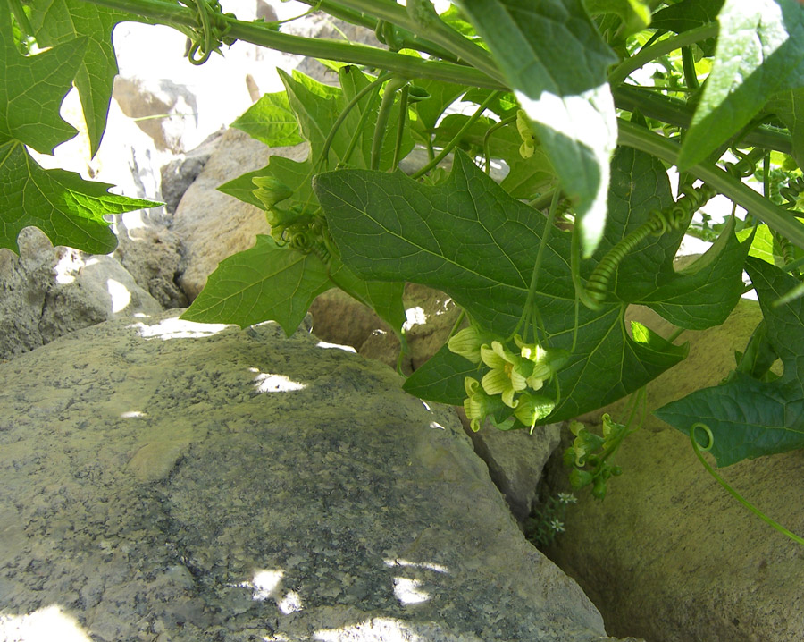 Image of Bryonia dioica specimen.