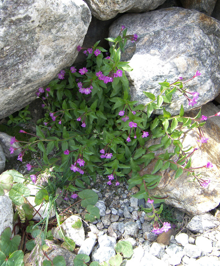 Изображение особи Epilobium algidum.