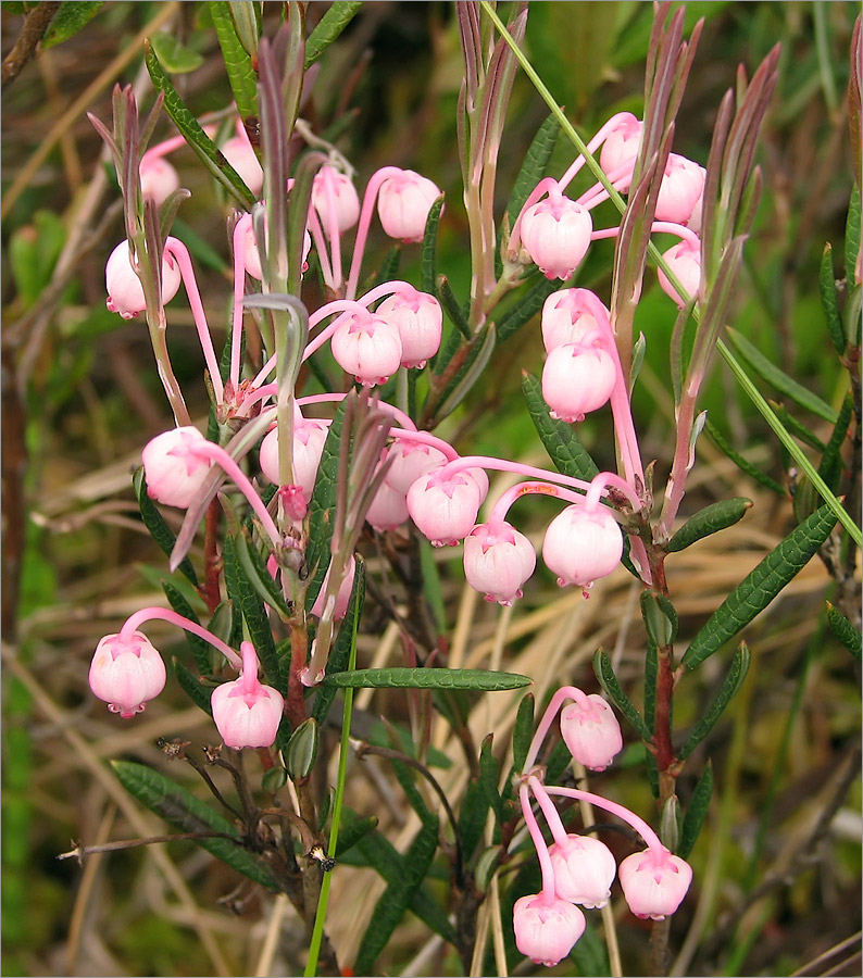 Изображение особи Andromeda polifolia.