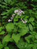 Lunaria rediviva. Цветущее растение в буковом лесу. Раховский район Закарпатской области, Украина. 3 мая 2008 г.