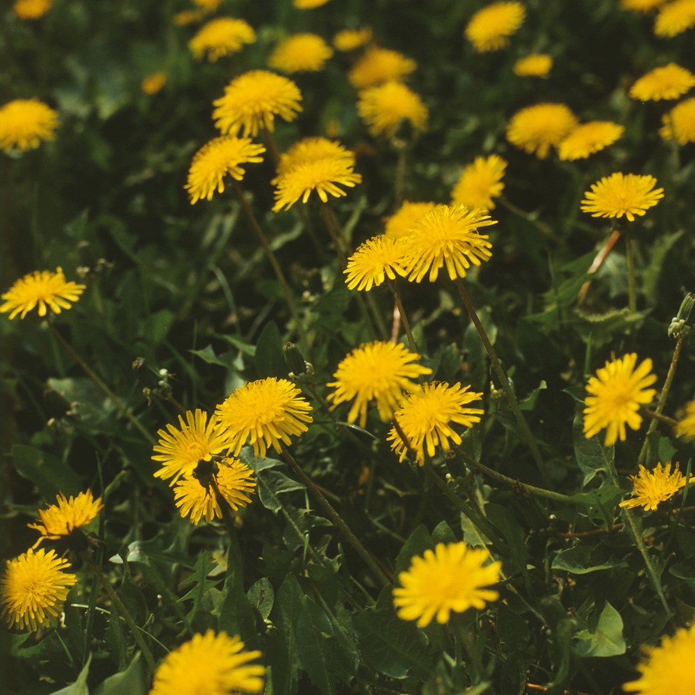 Изображение особи Taraxacum officinale.