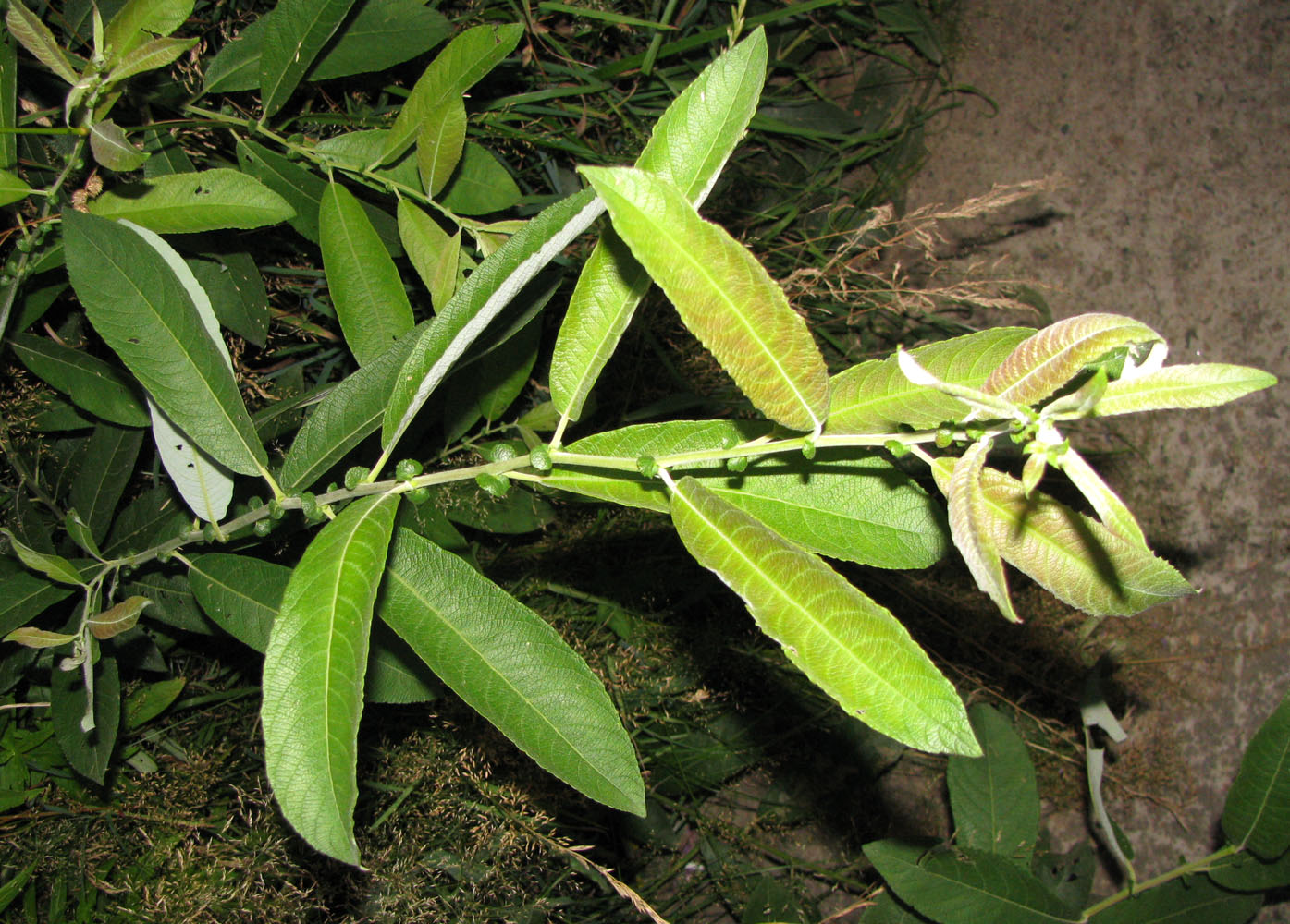 Image of Salix &times; eriophora specimen.