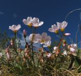 Claytonia joanneana. Цветущие растения. Республика Тыва, Барун-Хемчикский р-н, хребет Бай-Тайга, высокогорной пояс, северный макросклон, верховья ручья Кара-Суг, каменисто-щебнистый выположенный участок. 4 июля 2010 г.