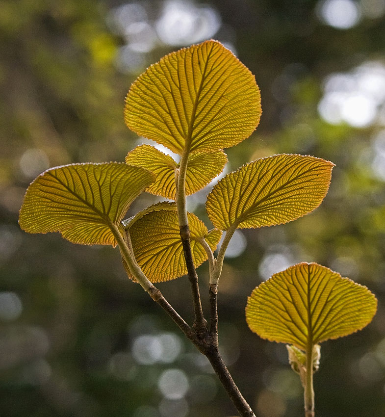 Image of Viburnum furcatum specimen.