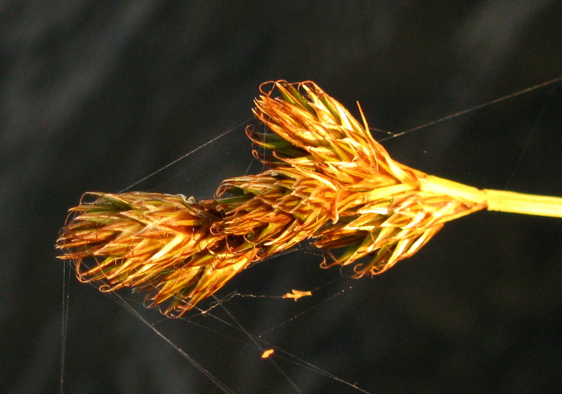 Image of Carex leporina specimen.