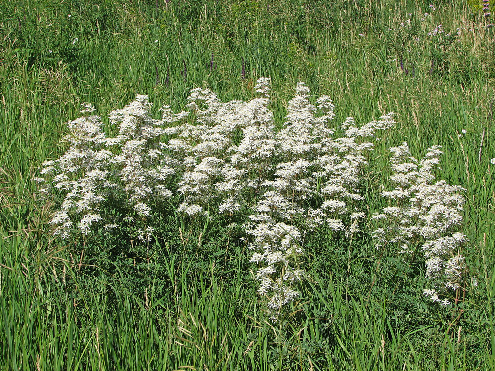 Image of Clematis lathyrifolia specimen.