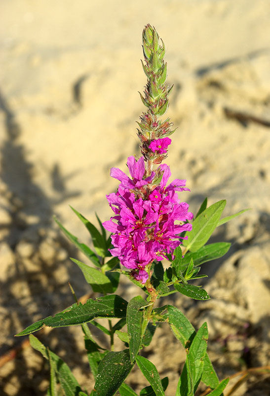 Image of Lythrum salicaria specimen.