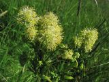 Thalictrum flavum