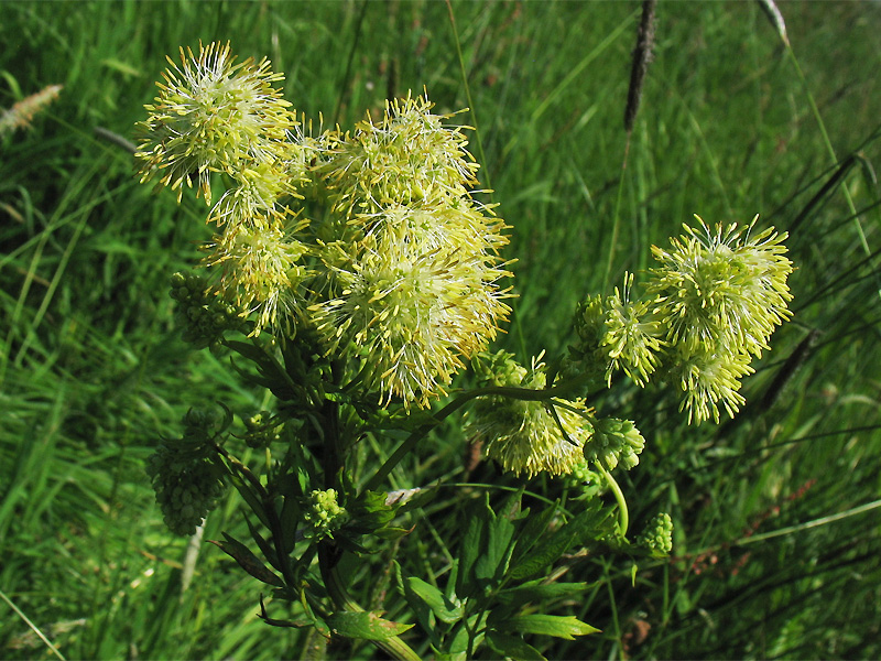 Image of Thalictrum flavum specimen.