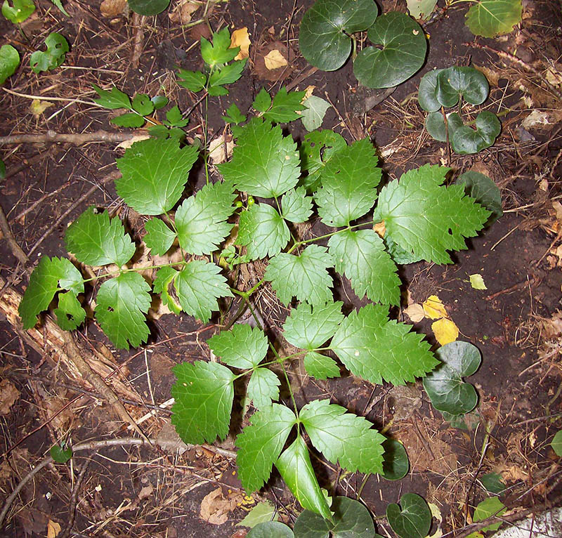 Изображение особи Actaea spicata.