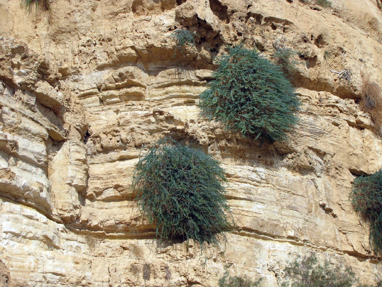 Image of Capparis aegyptia specimen.