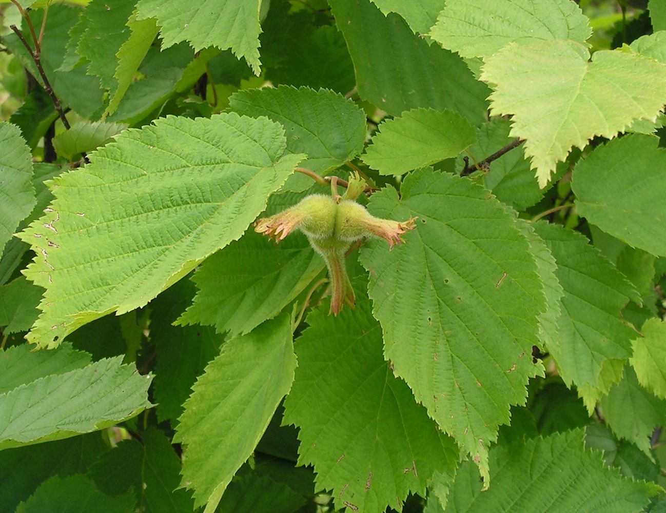 Изображение особи Corylus mandshurica.