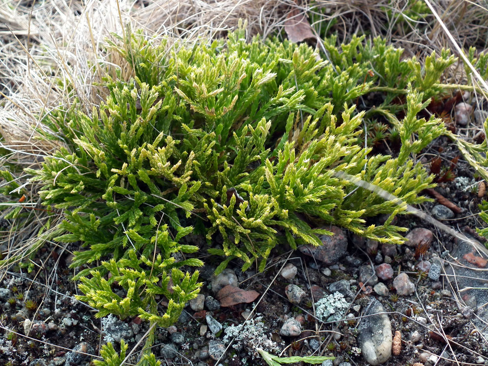 Image of genus Diphasiastrum specimen.