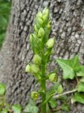 Platanthera chlorantha
