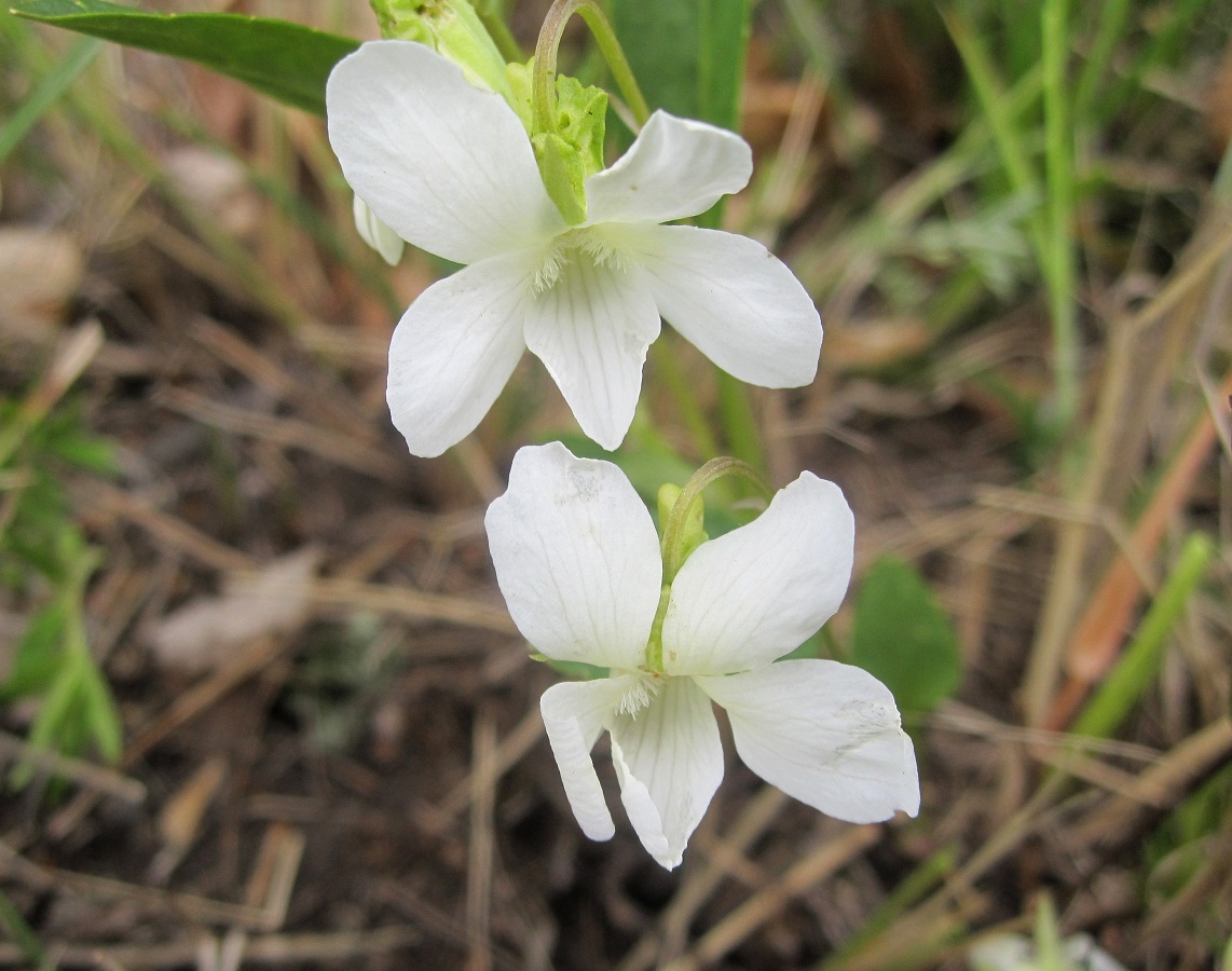 Image of Viola stagnina specimen.