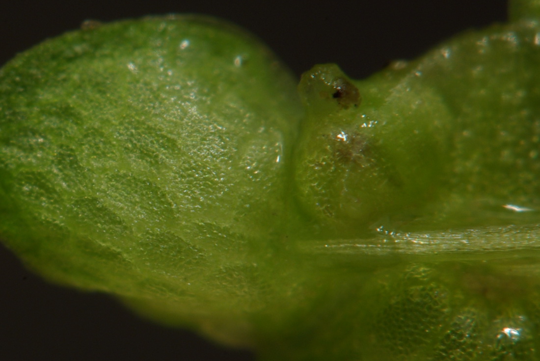 Image of Lemna gibba specimen.