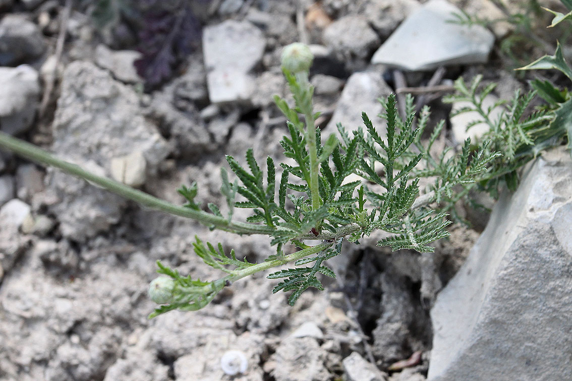 Image of Anthemis tinctoria specimen.