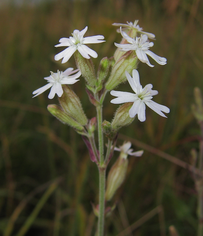 Image of Silene amoena specimen.