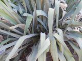 Yucca filamentosa