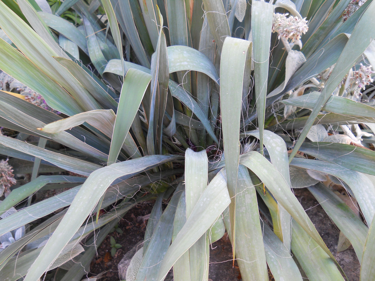 Изображение особи Yucca filamentosa.