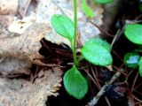 Linnaea borealis. Нижняя часть побега. Республика Саха (Якутия), Томпонский р-н, с. Кескил. 25.06.2012.