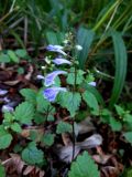 Scutellaria dentata