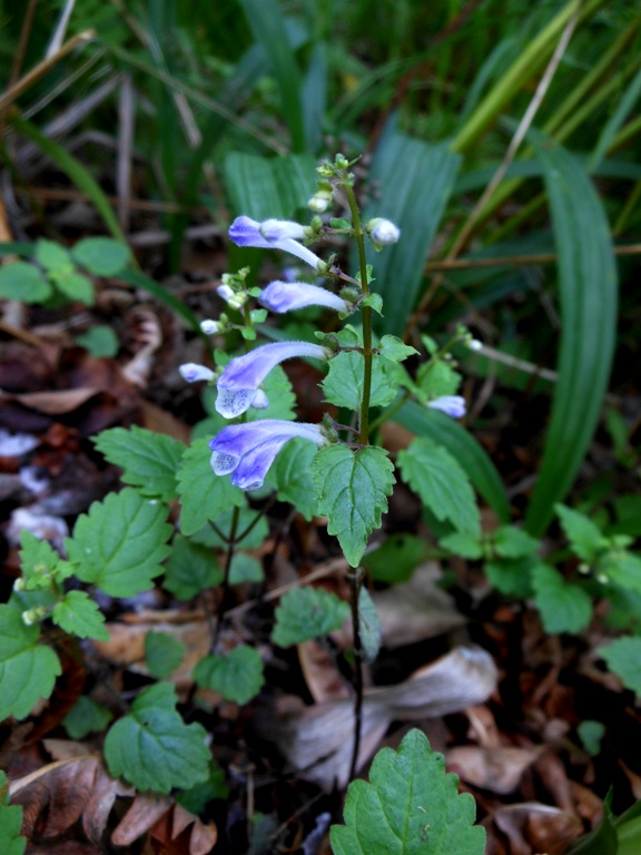 Изображение особи Scutellaria dentata.