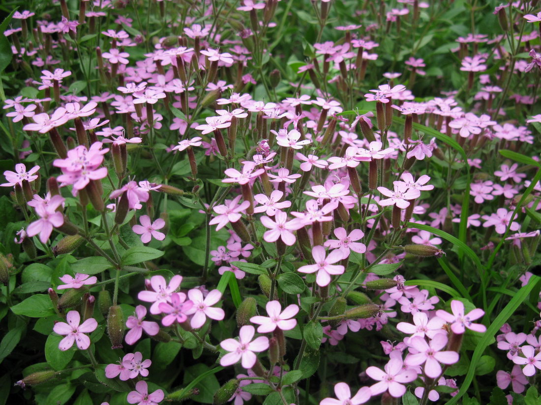 Изображение особи Saponaria ocymoides.