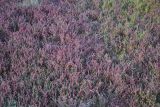 Salicornia perennans