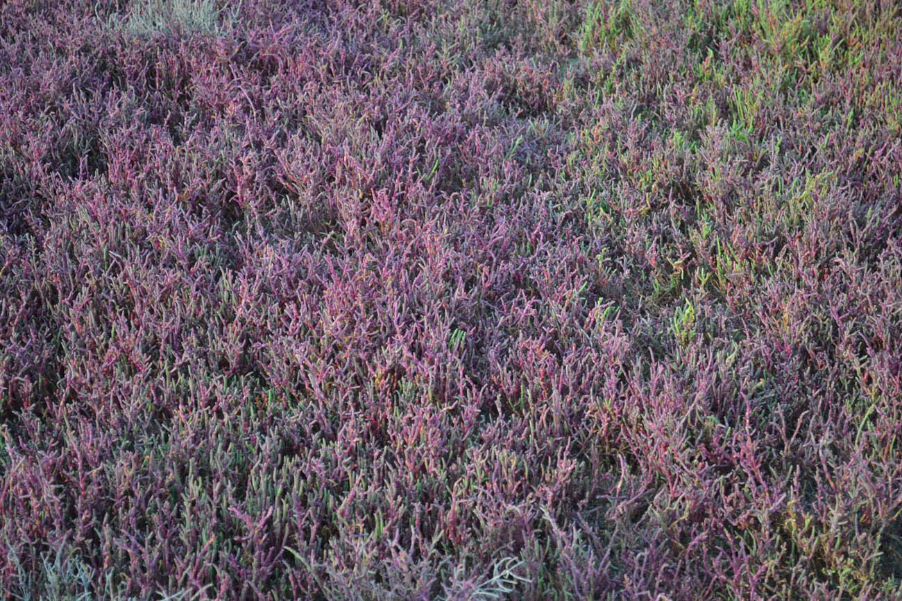 Изображение особи Salicornia perennans.