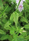 Phlox drummondii