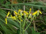 Senecio propinquus