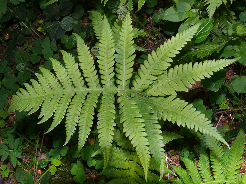 Изображение особи Phegopteris connectilis.