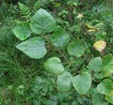 Betula pubescens