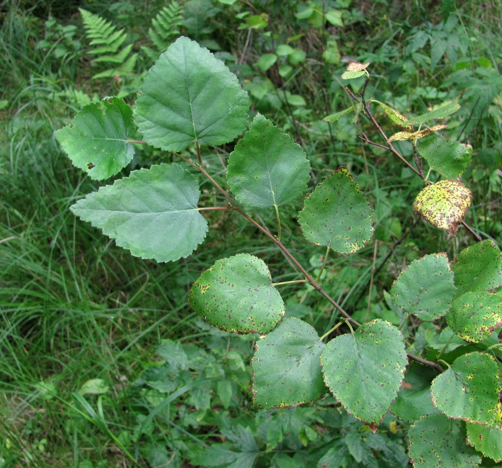 Image of Betula pubescens specimen.