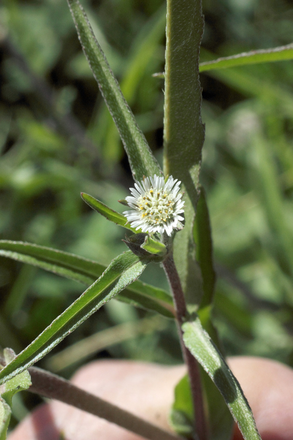 Изображение особи Eclipta prostrata.