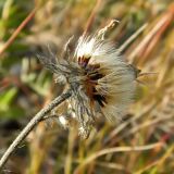 genus Hieracium. Верхушка побега с соплодием. Полярный Урал, бассейн р. Большой Ханмей, верховья руч. Озёрный. 15.08.2012.