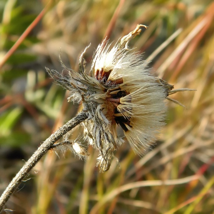 Image of genus Hieracium specimen.