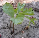 Cardamine bulbifera. Молодые побеги. Курская обл., г. Железногорск, первый год в культуре. 23 апреля 2009 г.
