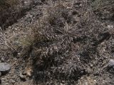 Bungea trifida