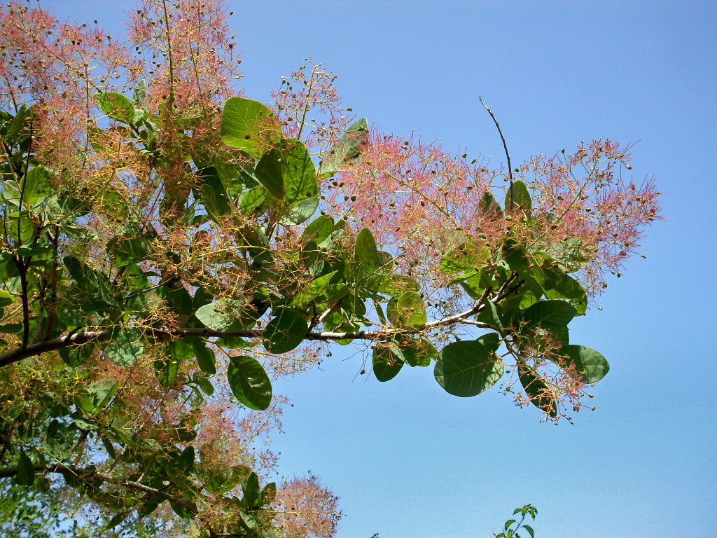 Изображение особи Cotinus coggygria.