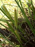 Carex rostrata. Часть стебля с соплодиями. Курская обл., Железногорский р-н, пос. Жарманово, исток р. Мицень. 22 июля 2007 г.