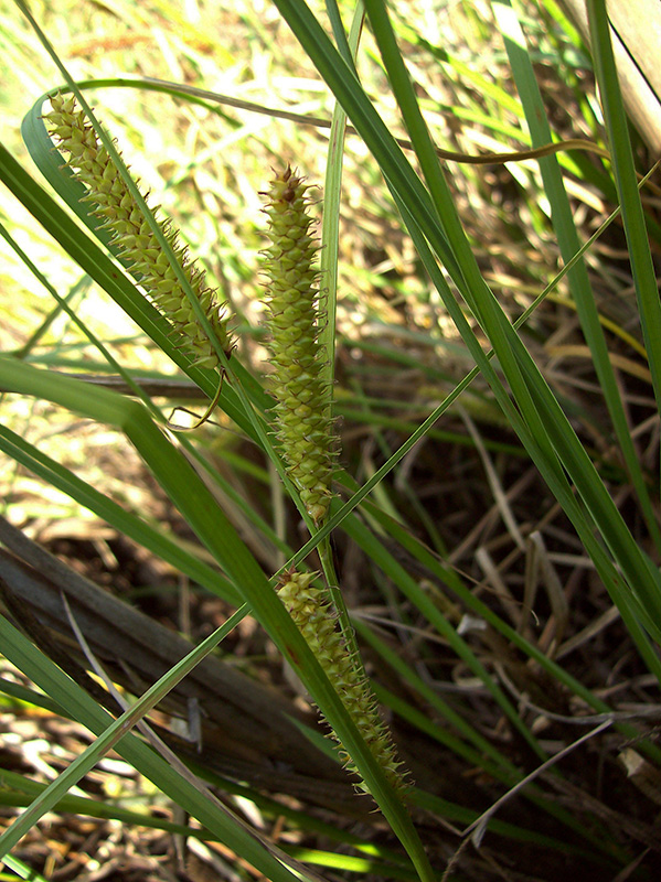 Image of Carex rostrata specimen.