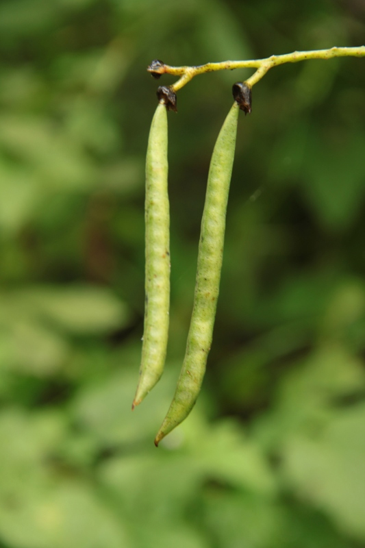 Изображение особи Lathyrus davidii.