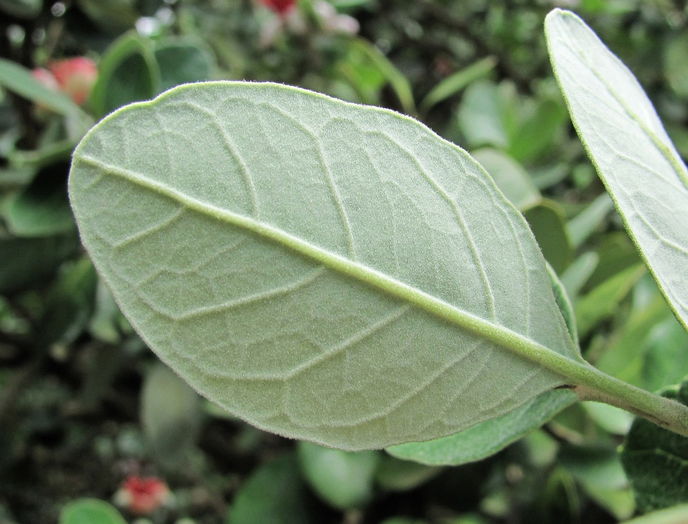 Image of Acca sellowiana specimen.