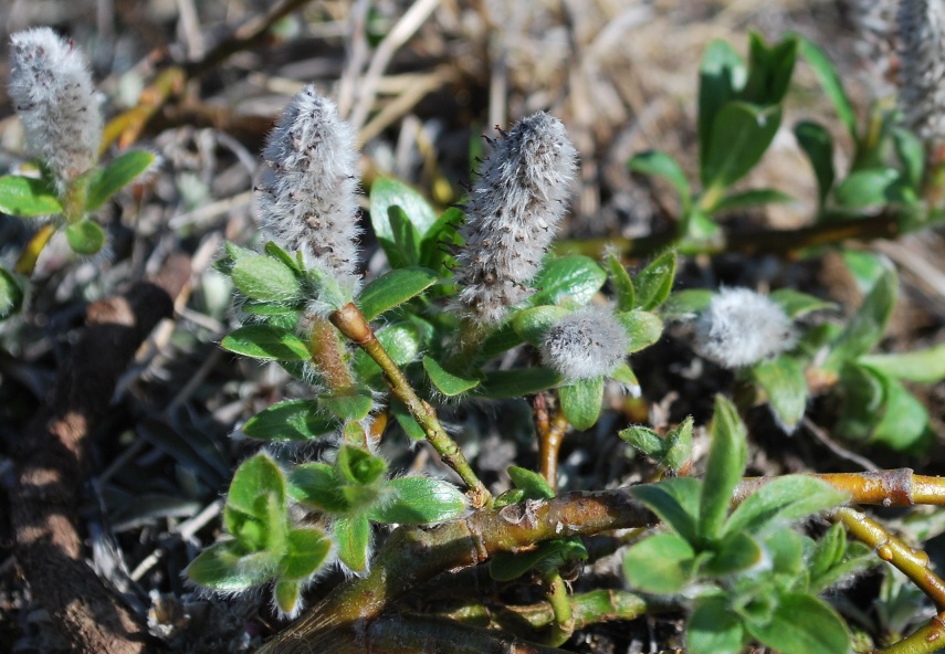 Изображение особи Salix rectijulis.