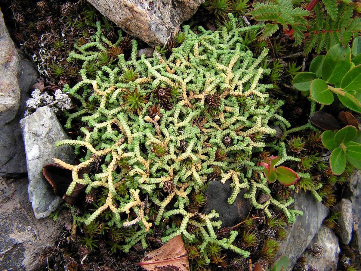 Image of Selaginella borealis specimen.
