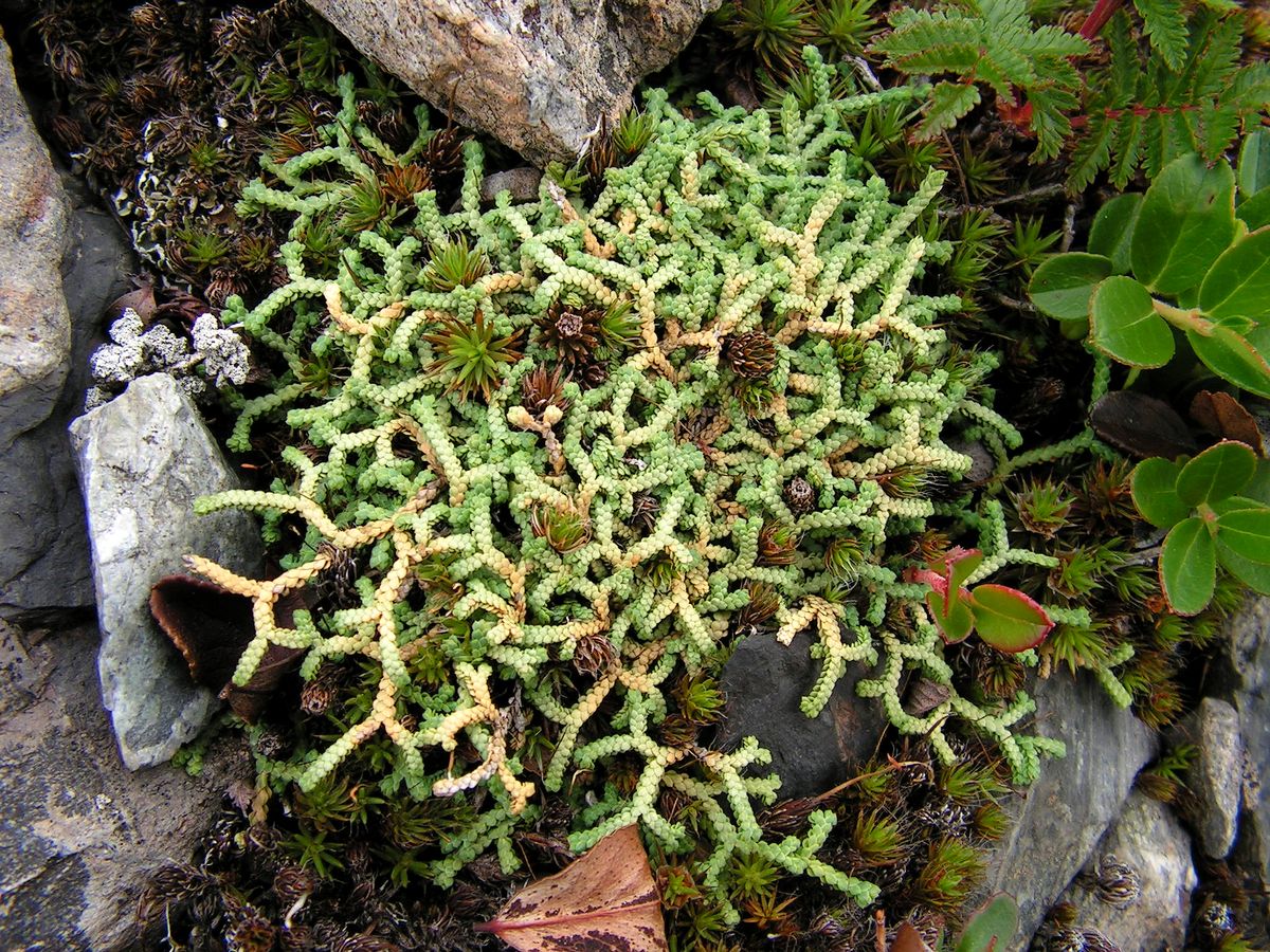 Изображение особи Selaginella borealis.