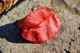 Koelreuteria bipinnata. Незрелый плод. Израиль, Шарон, г. Герцлия, в культуре. 13.10.2012.